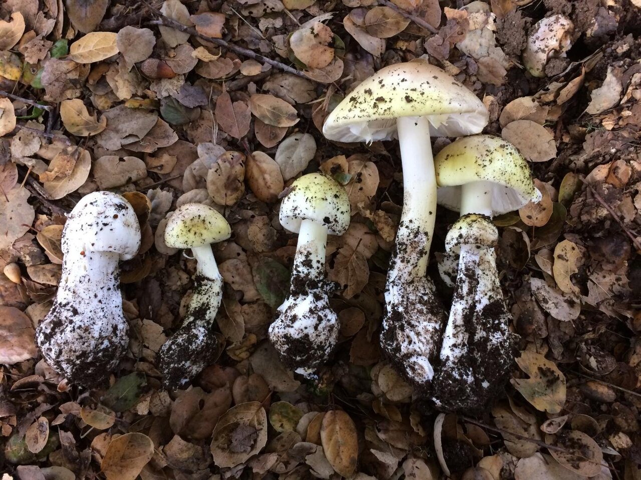 organic-mushroom
