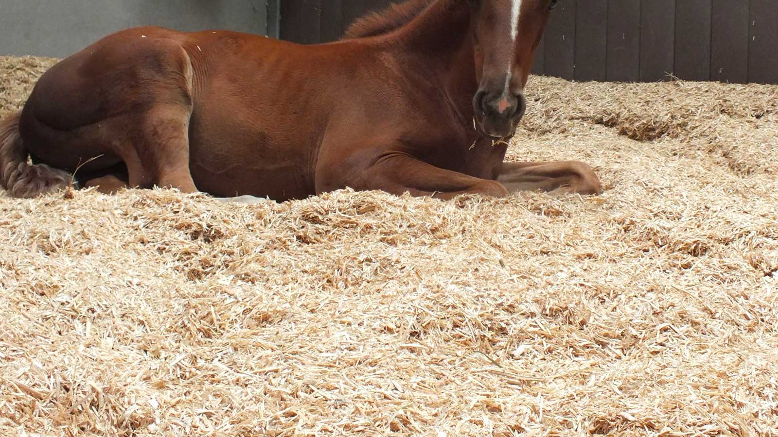 Large Flake Pine Shavings The Ideal Bedding for Royal Horse Stables