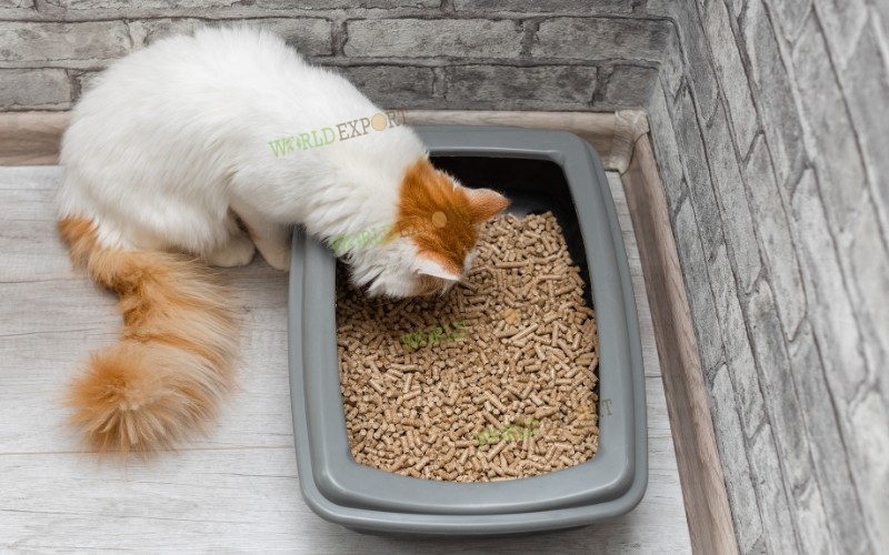 好奇的猫咪探索木屑猫砂：一种可持续、无尘的天然材料