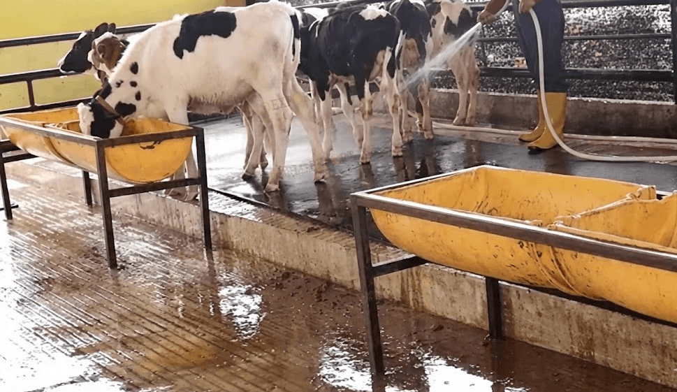 Cleaning-Cow-Farm-2