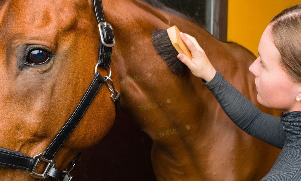 Horse-Recover-After-Competition-2