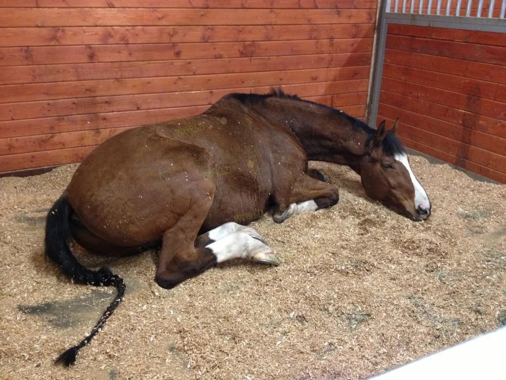 馬を飼うための完全ガイド　改訂版　飼育　管理　馬装具　手入れ　厩舎　掃除　病気 Amazon.co.jp: HORSE CARE MANUAL: 馬を飼うための完全ガイド : コリン