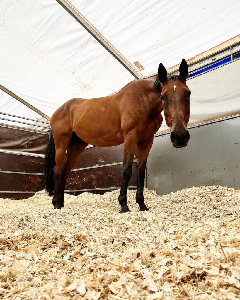 How-often-should-horse-stalls-be-cleaned-2