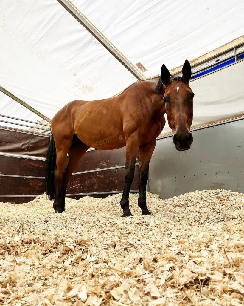 馬を飼うための完全ガイド　改訂版　飼育　管理　馬装具　手入れ　厩舎　掃除　病気 Amazon.co.jp: HORSE CARE MANUAL: 馬を飼うための完全ガイド : コリン