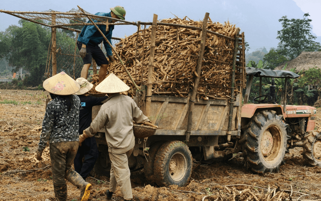 Tapioca Starch process