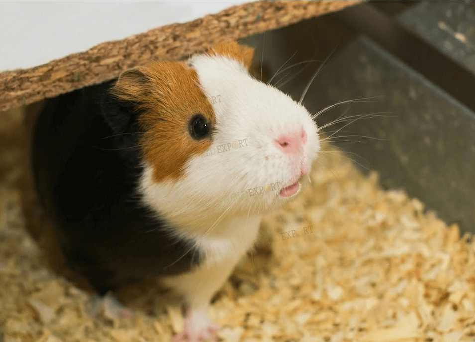 can-guinea-pigs-get-allergies-3