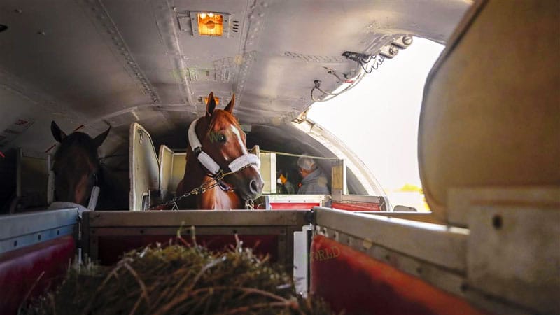 horses-in-airplanes-1