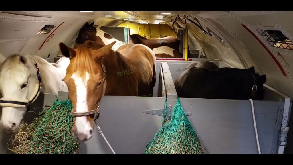 horses-in-airplanes-2