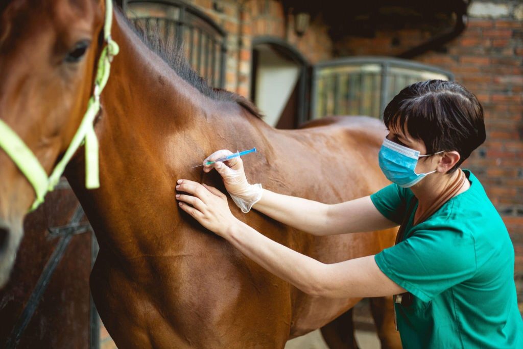 biosecurity-tips-for-horse-owners-3