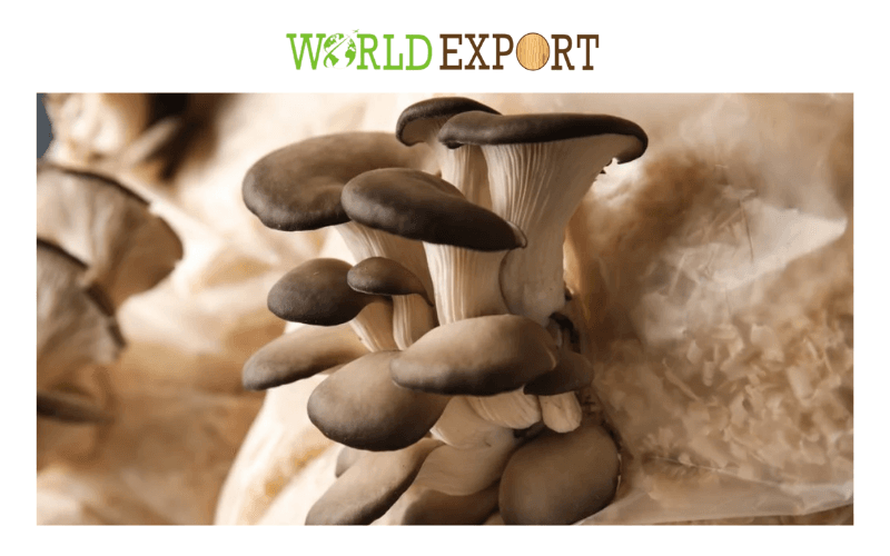 Sawdust-for-Mushrooms-1