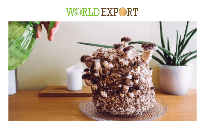 Sawdust-for-Mushrooms-3