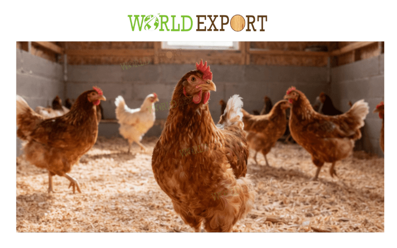 Wood-Shavings-for-Organic-Fertilizer-2