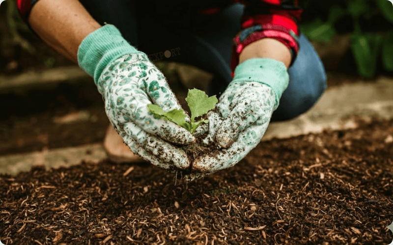 Wood-Shavings-for-Organic-Fertilizer-thumbnail