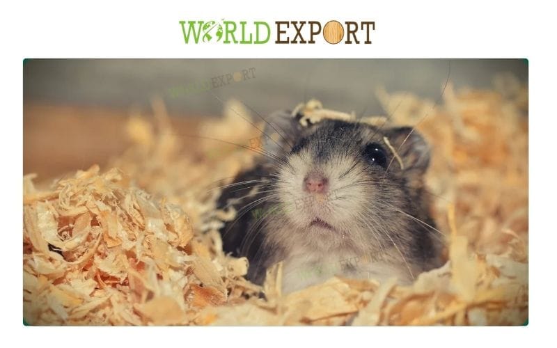 best-wood-shavings-for-hamster-1