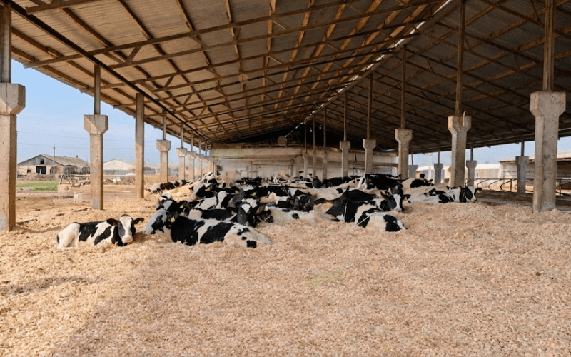 wood-sawdust-for-korean-dairy-farm-bedding-1