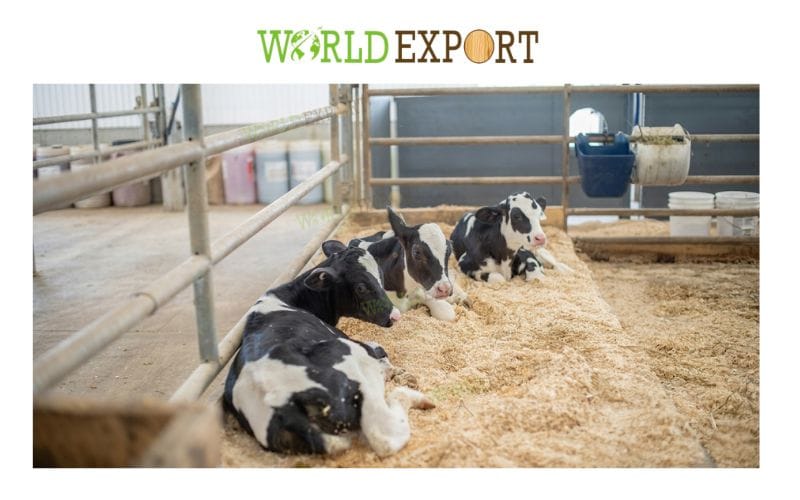 wood-sawdust-for-korean-dairy-farm-bedding-3