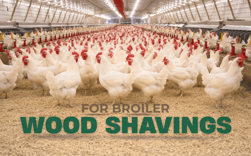 wood-shaving-for-broiler-bedding-thumbnail