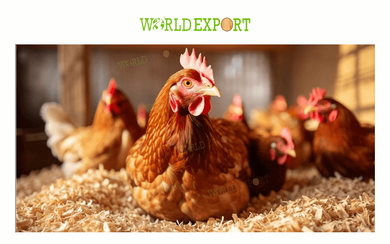 breeder-wood-shavings-bedding-1