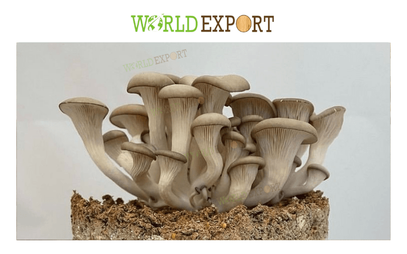 WOOD-POWDER-FOR-MUSHROOM-CULTIVATION-IS-THE-BEST-GROWING-SUBSTRATE-1
