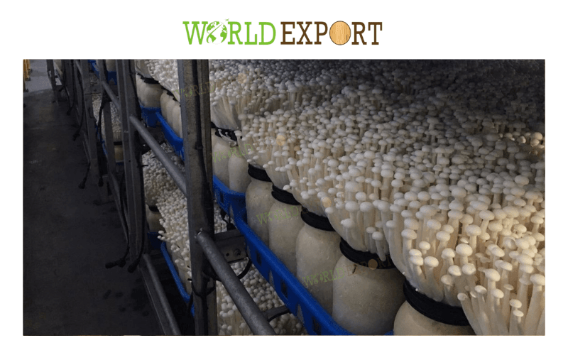 WOOD-POWDER-FOR-MUSHROOM-CULTIVATION-IS-THE-BEST-GROWING-SUBSTRATE-3.