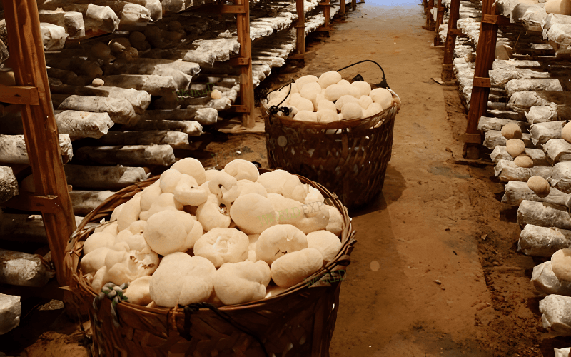 WOOD-POWDER-FOR-MUSHROOM-CULTIVATION-IS-THE-BEST-GROWING-SUBSTRATE-Thumb.