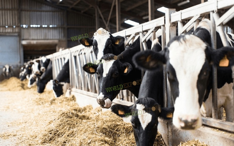 Japanese Livestock Bedding Standards: Clean & Efficient Farm