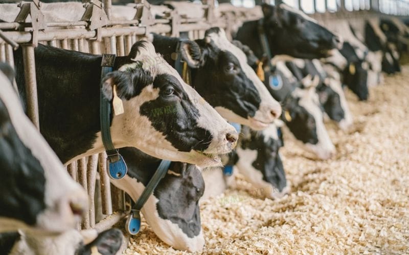 wood-shavings-bedding-for-japan-farmers-1
