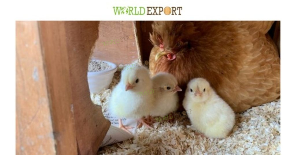 Natural wood shavings help maintain dry, hygienic poultry bedding, supporting flock health and overall farm biosecurity