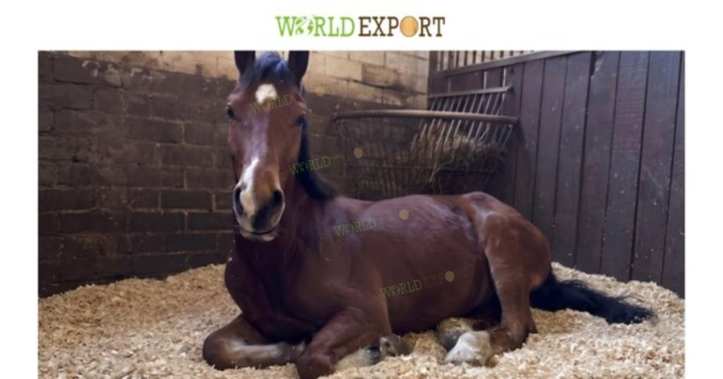 Premium wood shavings create a dry, hygienic, and comfortable bedding environment for horses and other livestock